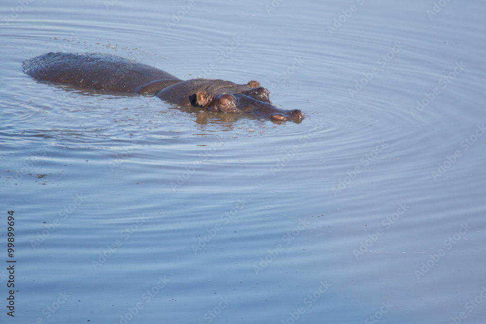 Fototapeta premium Hippo in Zimbabwe
