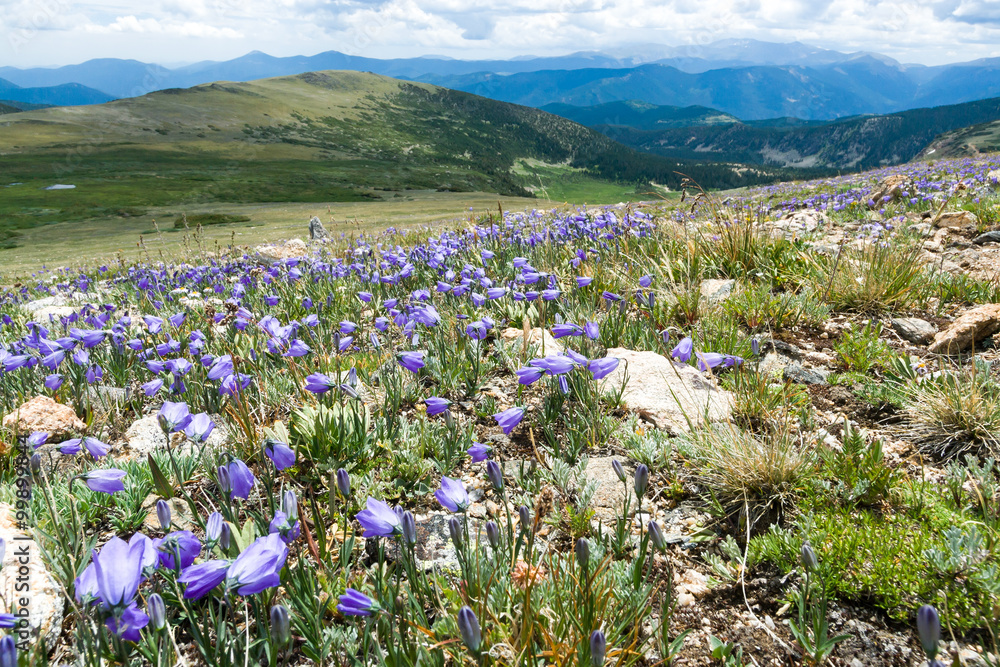 Colorado Rocky Mountain Landscape with Spring Wildflowers