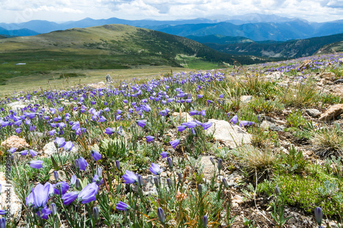 Colorado Rocky Mountain Landscape with Spring Wildflowers