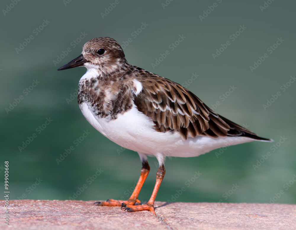 Ruddy Turnstone on Grand Bahama Island Ruddy Turnstone on Grand Bahama Island