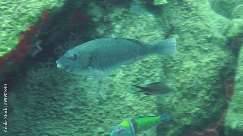 Mediterranean parrotfish (Sparisoma cretense).
 photo