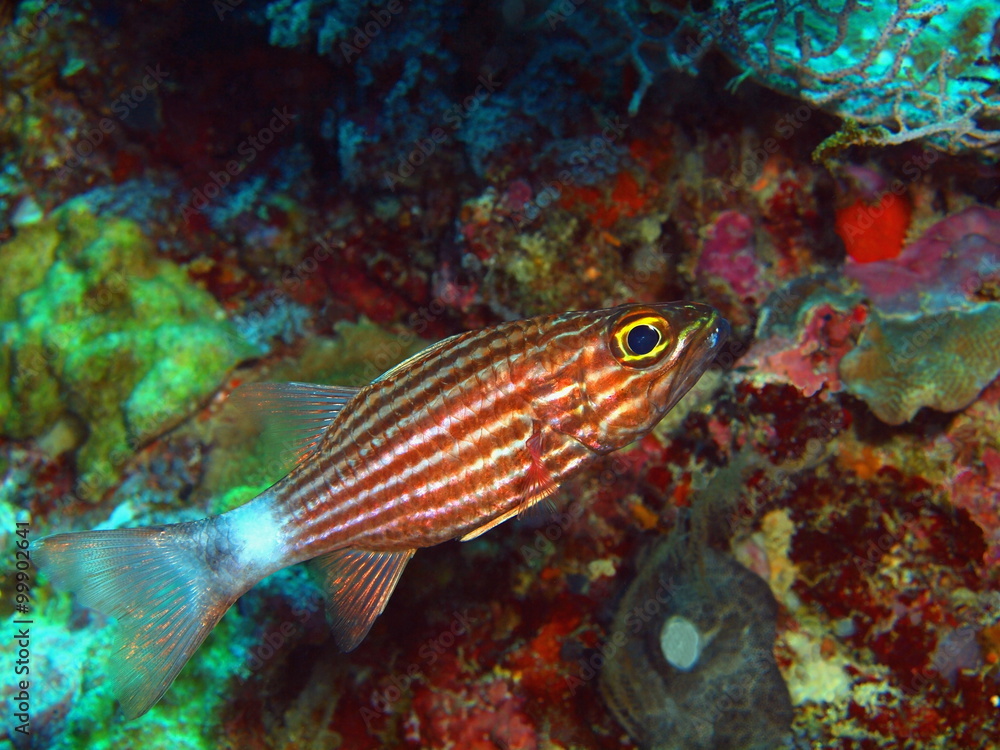 Coral fish, Island Bali Coral fish, Island Bali