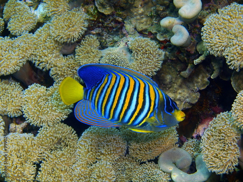 Coral fish, Island Bali