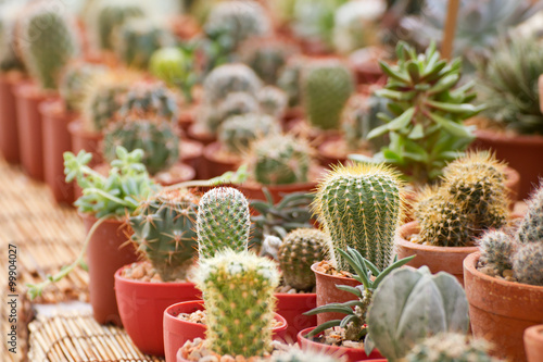 cactus in planting pot