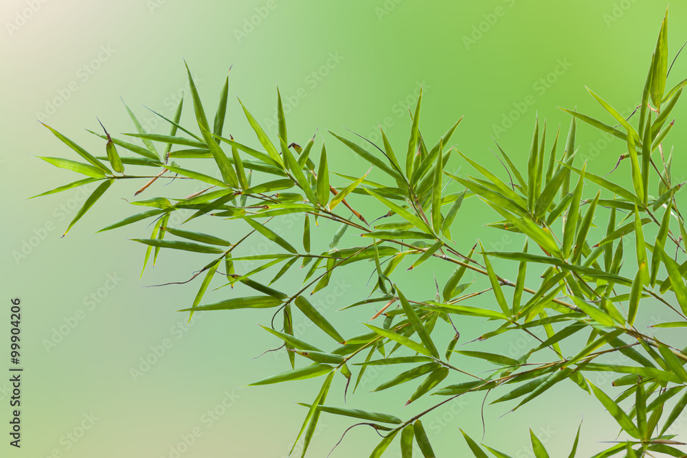 Obraz premium bambou