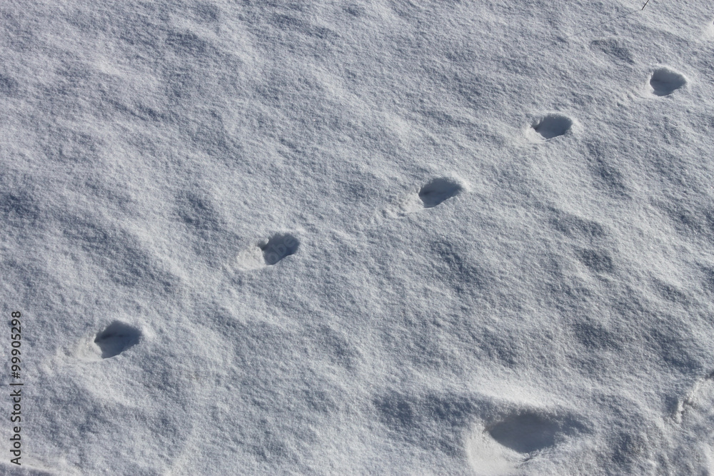 Dogs imprint on the snow