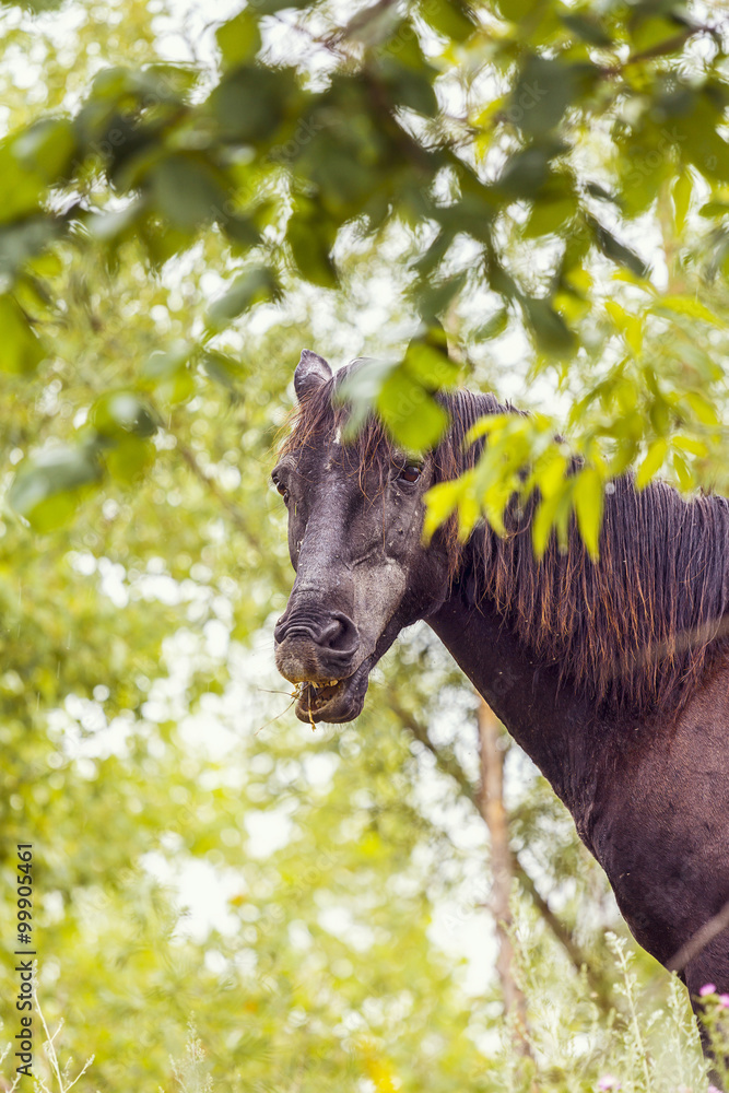 portrait of a brown horse in the green foliage