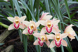 cymbidium orchid also known as Muskateer