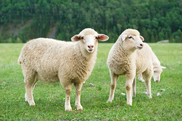 Ingelijste posters Schaap Schapen in bergweide bij toppen  © Alexandr Vasilyev