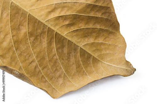 Closeup dry leaf on white background and clipping path