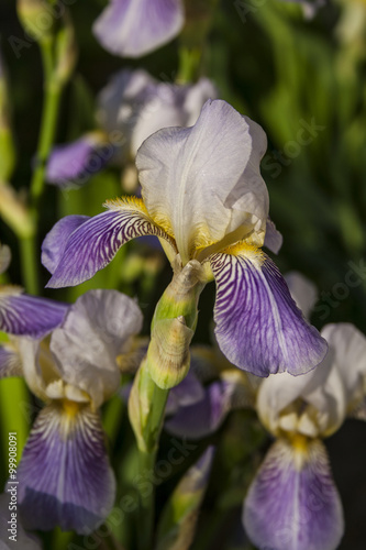 Iris flower blooming in summer time