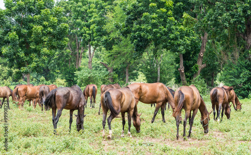 A herd of horses © wannachat