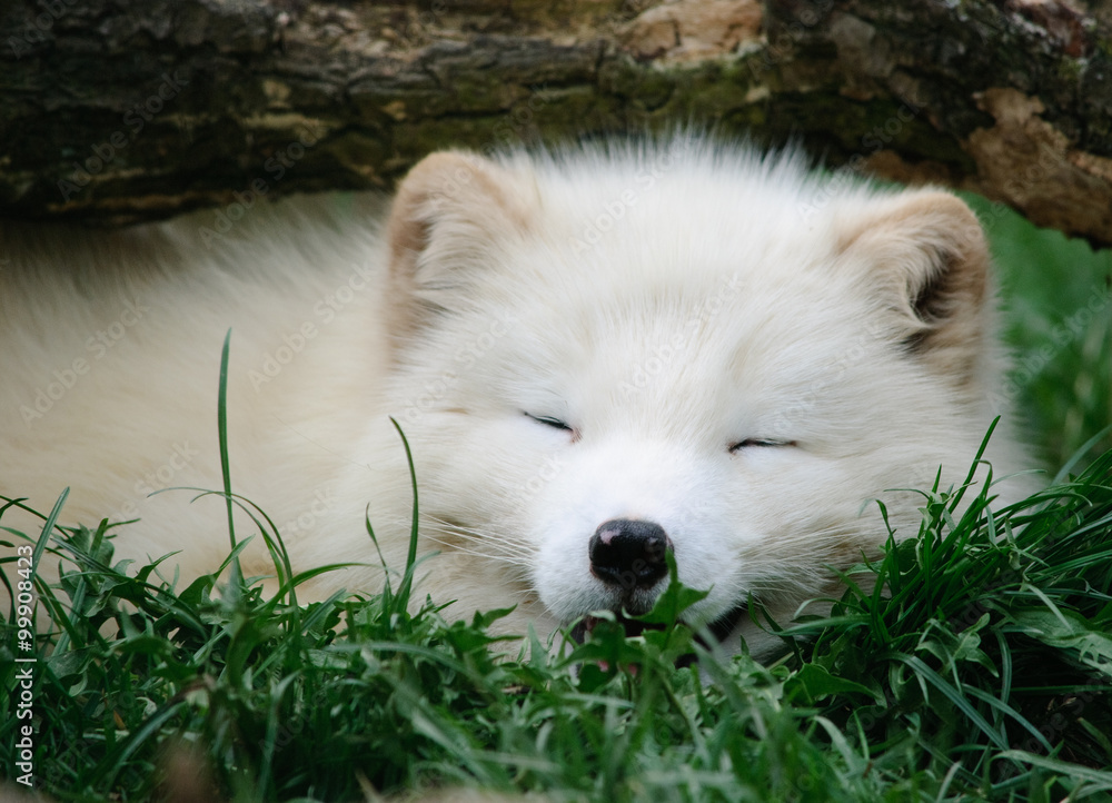 white arctic fox close up
