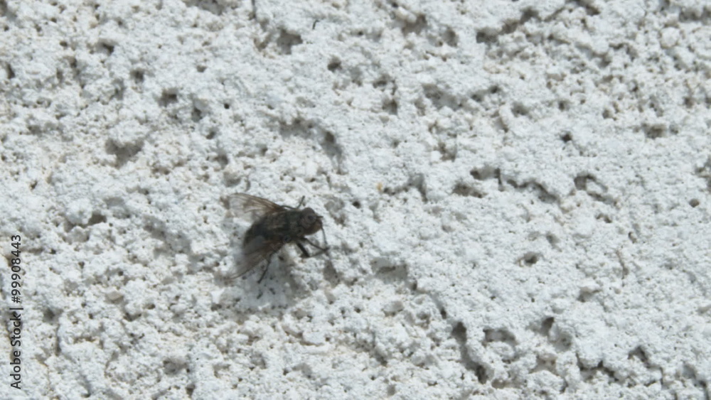 Extreme close-up of a fly rubbing its legs. Extreme close-up of a fly rubbing its legs.