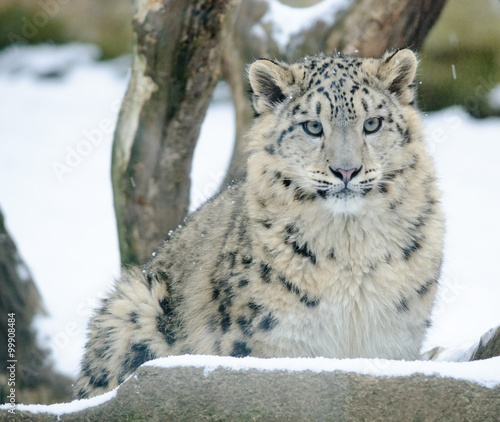 snow leopard in winter