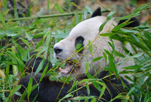 giant panda eating a bamboo © havranka