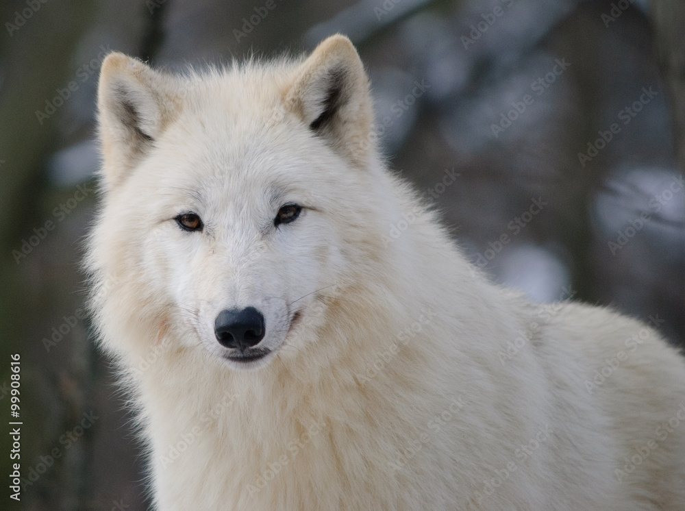 arctic Wolf portrait