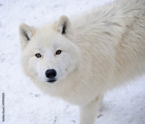 arctic Wolf in a winter forest
