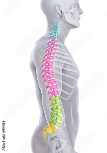 Human Male Spine Anatomy