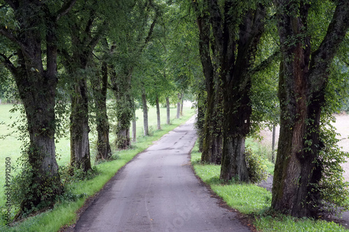 Road and trees © Valery Shanin