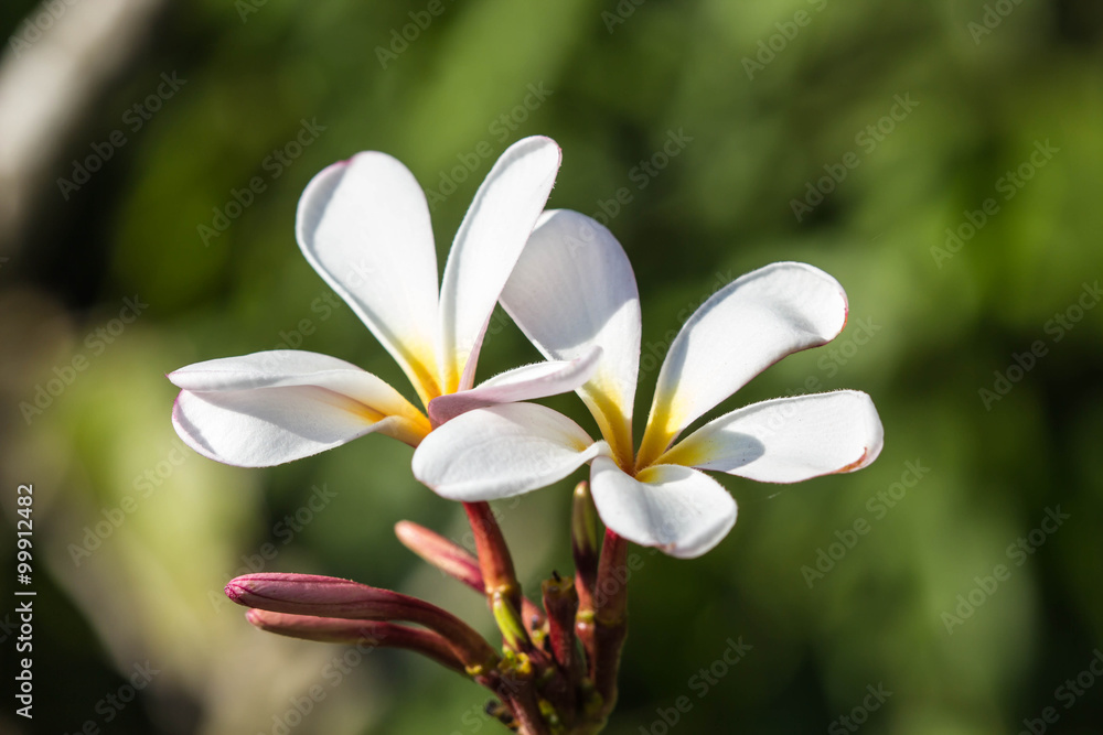 Fototapeta premium frangipani flower