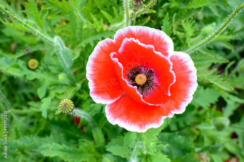 Close up of red opium poppy flower. © Kittiphan
