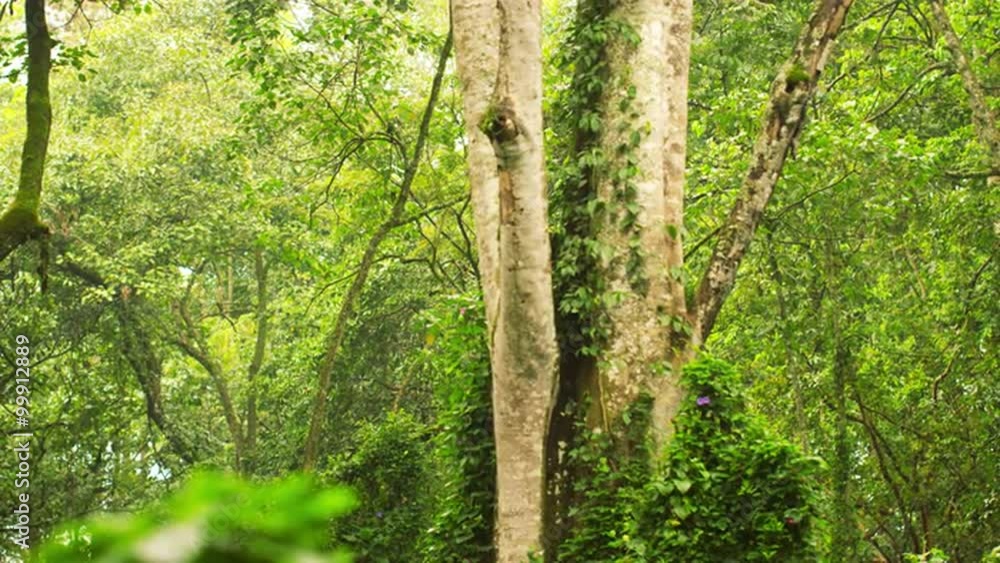 Tree trunk in a quiet forest Tree trunk in a quiet forest