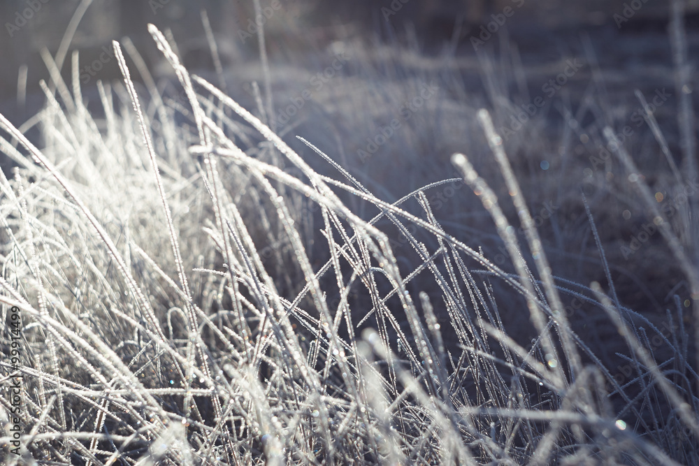 Obraz premium Winter graced every blade of grass , fabulous frost 