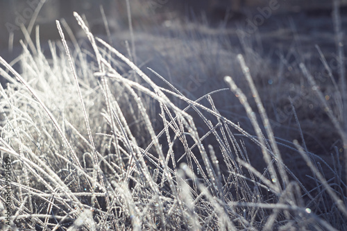 Winter graced every blade of grass , fabulous frost 