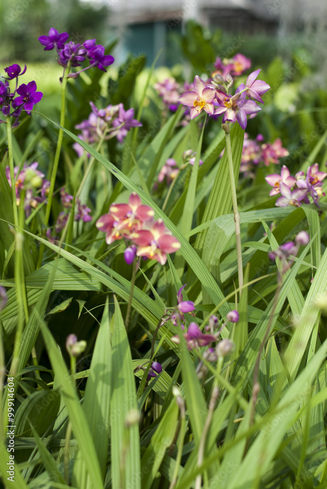 Fototapeta premium Colorful orchids in a greenhouse