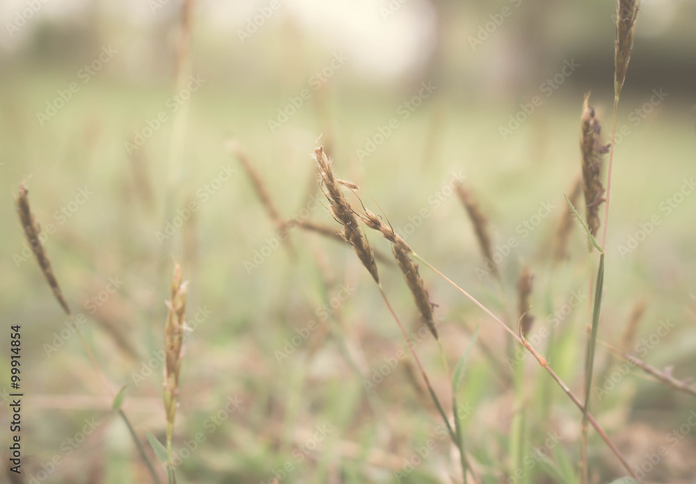 Grass Grass