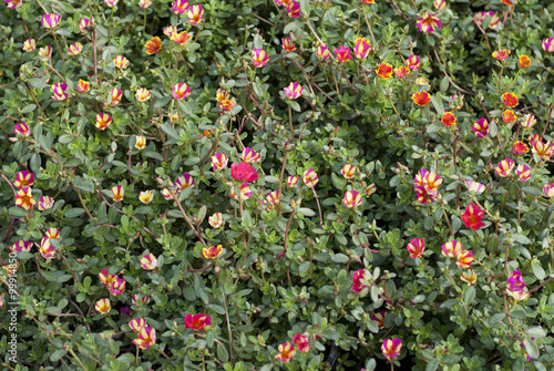 Colorful pusley bushes