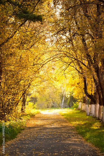 Autumn alley © Alexandr Vasilyev