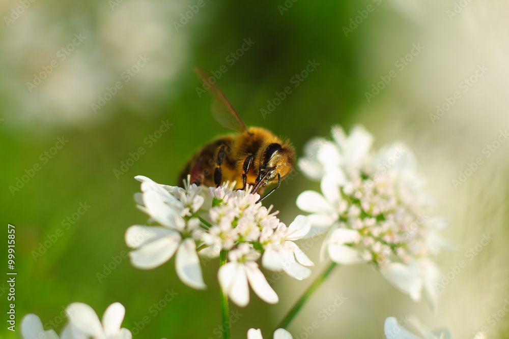 Colorful photo of bee on purple flower on green background. Colorful photo of bee on purple flower on green background.