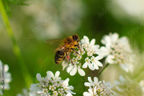 Colorful photo of bee on purple flower on green background.