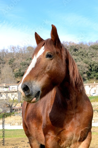 Portrait of brown horse on a sky background