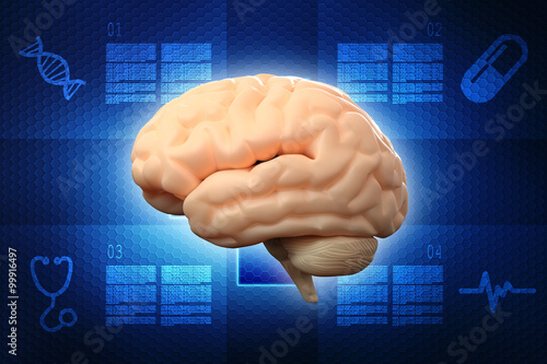 Human brain 3d illustration