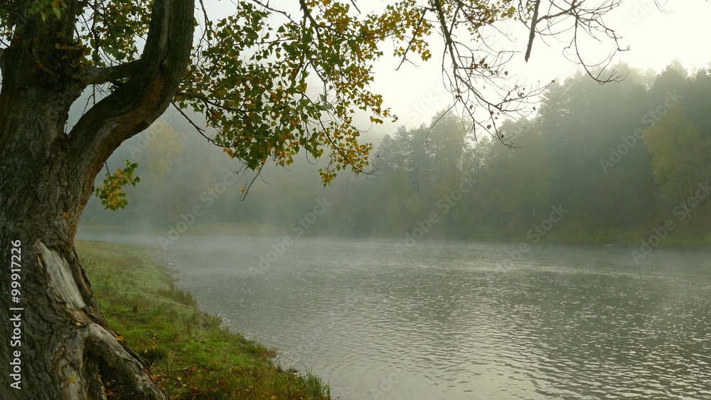 river landscape with fog in the morning, 4k
river landscape with fog in the morning, 4k