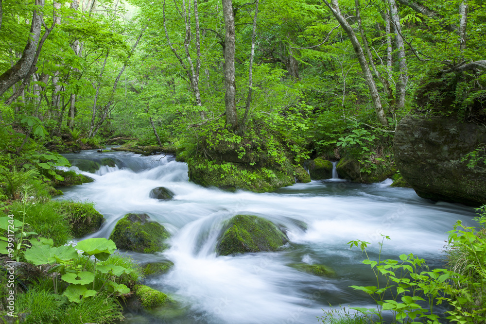 Stream in green forest Stream in green forest
