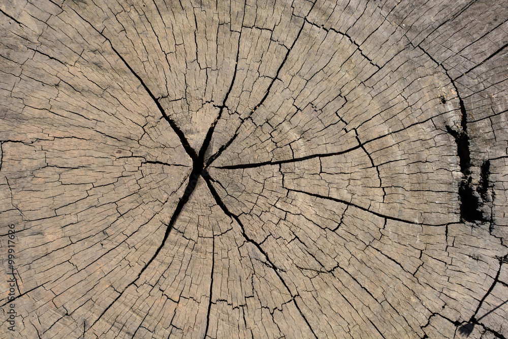 Fototapeta premium Tree stump wood textured and background