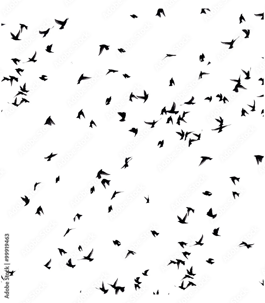 Fototapeta premium A flock of migratory birds.