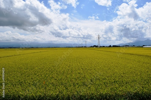 収穫前の稲穂／山形県の庄内地方で、稲刈り前の稲穂を撮影した写真です。
