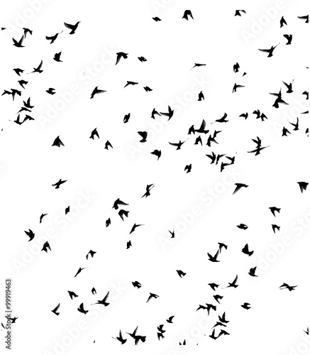 A flock of migratory birds.