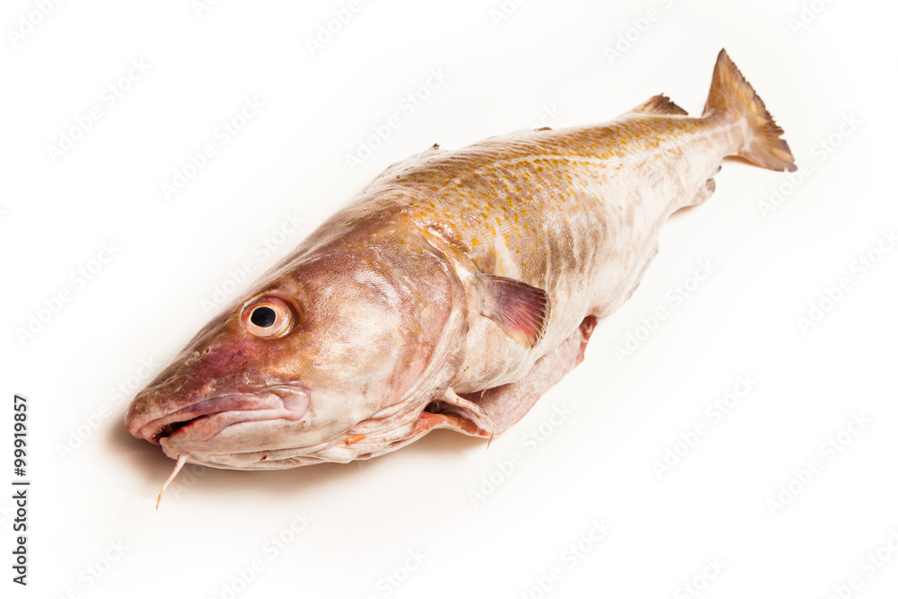 Whole Atlantic cod (Gadus morhua) fish, Isolated on a white stud Whole Atlantic cod (Gadus morhua) fish, Isolated on a white stud