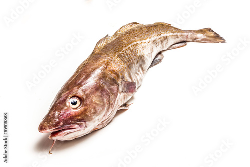 Whole Atlantic cod  Gadus morhua  fish  Isolated on a white stud