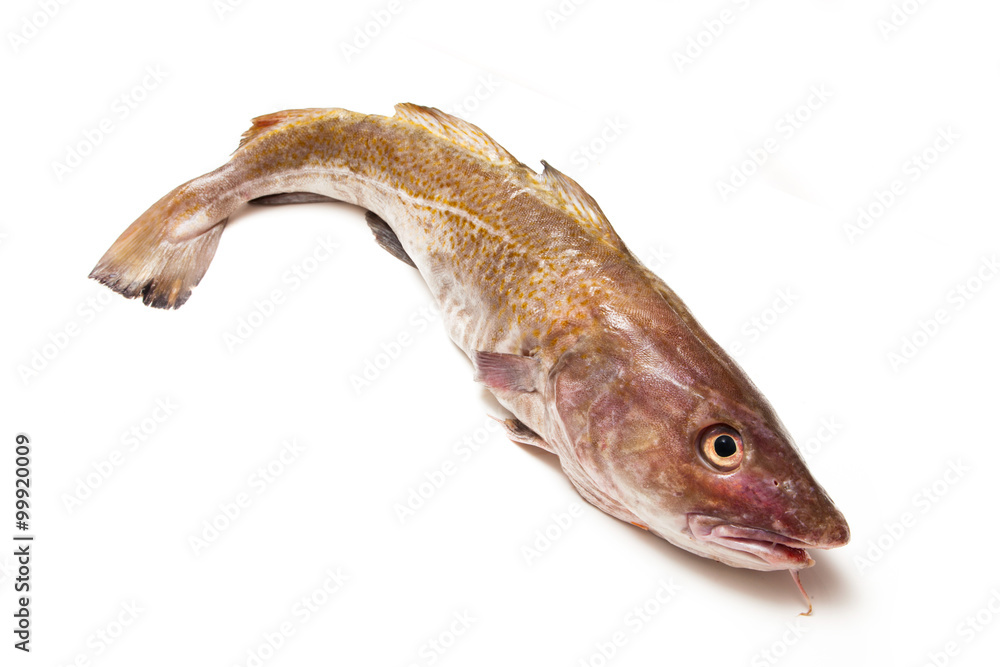 Fototapeta premium Whole Atlantic cod (Gadus morhua) fish, Isolated on a white stud