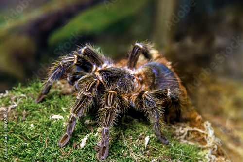 exotic animal spider theraphosa blondi photo