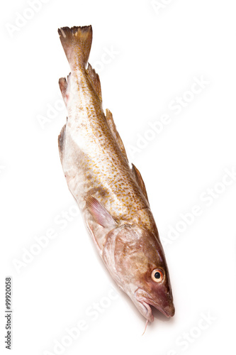 Whole Atlantic cod (Gadus morhua) fish, Isolated on a white studio background.