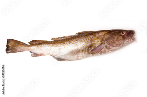 Whole Atlantic cod (Gadus morhua) fish, Isolated on a white studio background.