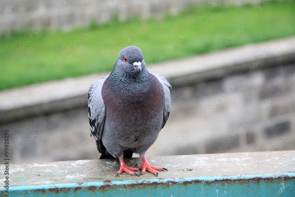 Obraz premium Dove sitting on a railing